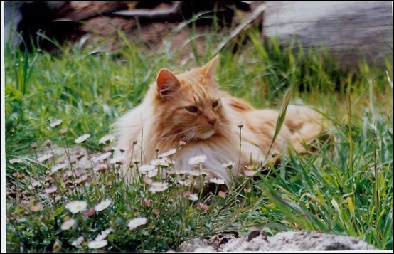 Sherman orange tabby cat in field of flowers